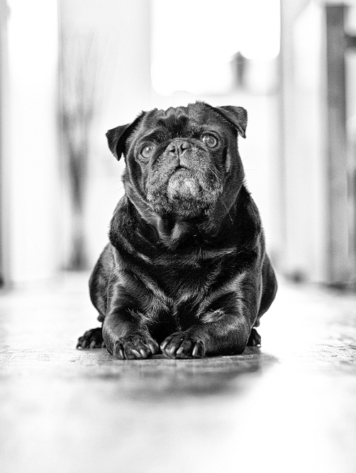 Schwarzer Mops macht Platz